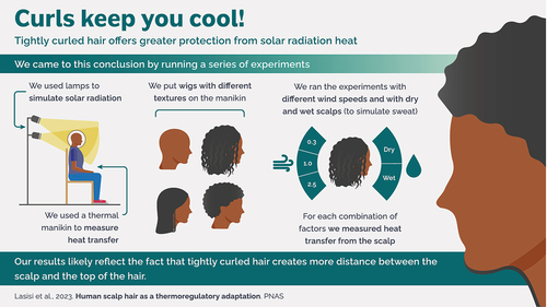 Figure 1. Experimental setup illustrating the methodology used to study the impact of hair texture on solar radiation heat protection. The figure demonstrates the simulated solar radiation using lamps, the placement of wigs with varying textures on a thermal manikin, and the factors considered during testing such as wind speed and scalp moisture. This graphical abstract was designed by M. Morales Garcia.