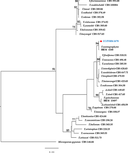 Figure 3 Maximum likelihood phylogenetic tree created from ITS and β-Tubulin sequences of 31 Trichophyton species including CCJNMM-1678 and 30 representative type strains sequences with bootstrap above 70% are shown. The phylogenetic tree was rooted with Microsporum gypseum (actually Nannizzia gypsea) CBS 146.66.
