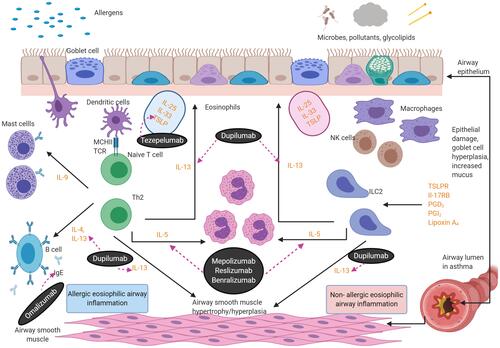 Figure 1 Eosinophilic asthma inflammatory pathways. There are two aetiologies for eosinophilic inflammation in asthma: an allergic pathway triggered by allergens and a non-allergic mechanism triggered by microbes, pollutants and glycolipids. The key mediators in the pathways are depicted below. Eosinophils release cationic proteins,Citation57 which lead to bronchial epithelial tissue damage, thus causing airways hyper-responsiveness. Eosinophils also lead to airway smooth muscle cell proliferation through increased eosinophils adhesion caused by the release of cationic proteins and the eosinophilic effect on transforming growth factor-β1 and gene coding of wingless/integrase-1 signaling. IL-13 triggers mucus hyper-secretion. Figure created with BioRender.com.