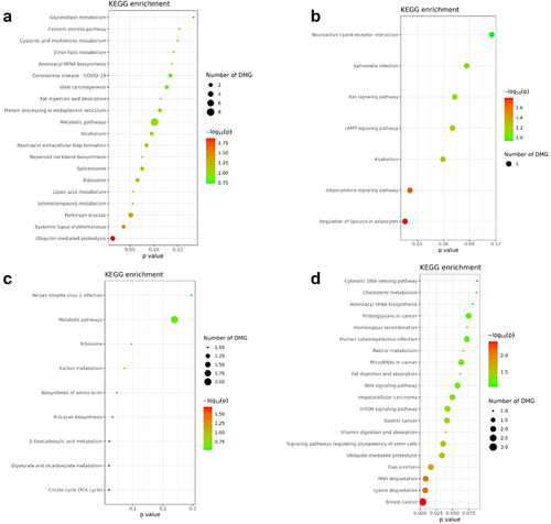 Figure 4. KEEG enrichment of DMR sites for TC+CC and TT SNPs.