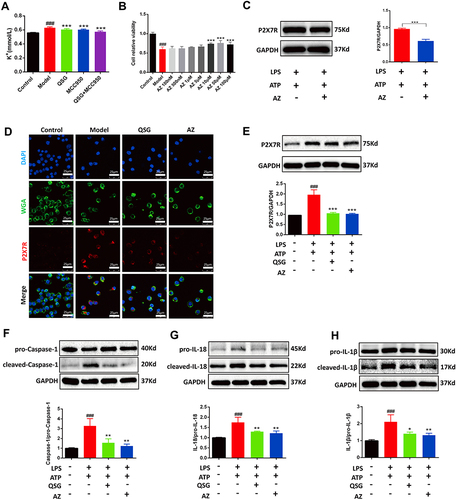 Figure 5 QSG inhibited the P2X7R-NEK7-NLRP3 inflammasome pathway. (A) Determination of potassium ion concentration in RAW264.7 macrophages supernatant. (B) The effective concentration range of CCK8 to detect AZ. (C) Representative graph of optimal concentration of AZ for WB validation. (D) Representative immunofluorescence detection images of RAW264.7 macrophages P2X7R expression. Scale bar=25 µm. (E–H) Western blot analysis showed that both QSG and AZ treatment reduced the expression of P2X7R, Caspase-1, IL-18, IL-1β in RAW264.7 macrophages, N = 3 per group. ###P < 0.001 vs sham group, *P < 0.05, **P < 0.01, ***P < 0.001 vs model group.