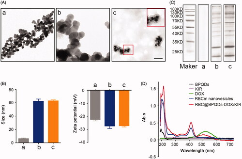 Figure 2. Characterization of the RBC@BPQDs-DOX/KIR. (A) The TEM micrographs of nanovehicles. The scale bar: 50 nm. (B) The particle size and zeta potential of BPQDs after coating with RBCm. (C) SDS-PAGE protein analysis. (D) UV–Vis spectra of BPQDs, KIR, DOX, RBCm vesicles and RBC@BPQDs-DOX/KIR. (a) BPQDs, (b) RBCm vesicles and (c) RBC@BPQDs.