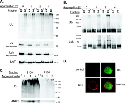 Figure 2. Induction of protein ubiquitination by cell aggregation. (A) LR and DS fractions from cells aggregated for the times shown were blotted with antibodies to ubiquitin (Ub), Lck and LAT. (B) Lck was immunoprecipitated from LR and DS fractions from cells aggregated for the times shown and western blotted with anti-Ub and anti-Lck antibodies. (C) Cells aggregated for 0, 1 and 2 h were disrupted in hypotonic buffer and the cytosolic (S100) and particulate (P100) fractions were probed with anti-Ub and anti-JNK1 antibodies. (D) Confocal sections of cells aggregated for 2 h, and double stained with anti-Ub antibodies (green) and CTB (red). Co-localization is determined by overlay of the images acquired in the two different channels. The bar indicates 5 µm.