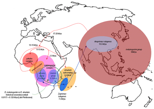 Figure 1 Graphic reconstruction of the historical biogeography of the three complexes of species (erecta, yakuba and melanogaster) subgroups of the melanogaster group of the genus Drosophila (reddish colors) and of the two species groups (armatus and inermis) of the subgenus Zaprionus of the Zaprionus genus (blue colors). The ages of the African continent colonization of the melanogaster subgroupCitation28,Citation29 and Zaprionus subgenusCitation32 and lineages diversification in Tropical Africa are indicated (Mya). The area demarcated by green dotted lines represents the returning to sympatry of the species D. melanogaster and D. simulans after speciation of the first in Central Africa and second in Madagascar and the Indian Ocean islands. (This figure was modified from refs. Citation29 and Citation30.)