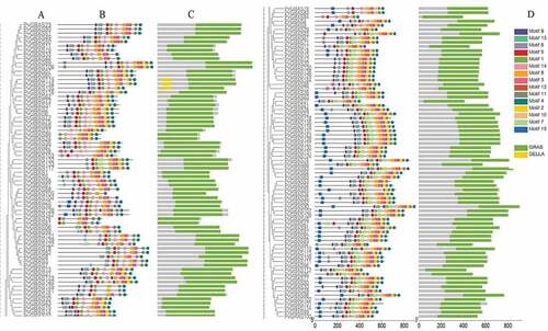 Figure 4. Structure analysis of PvGRAS genes. (a) Phylogenetic tree of GRAS proteins in switchgrass. (b) Distribution of motifs of PvGRAS proteins. (c) The conserved domains in PvGRAS genes. The length of the nucleic acid sequences is indicated by the length of the line, and the positions of the color blocks on the lines are the position of the motifs on the nucleic acid sequence. (d)Fifteen colors represent different motifs and the green color represent GRAS domains and yellow corresponding DELLA domains