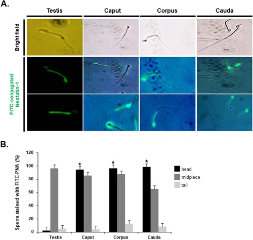 Figure 3. Localization of nesfatin-1 binding sites in sperm. (A) Representative images of testicular and epididymal sperm stained with FITC-conjugated nesfatin-1 to identify nesfatin-1 binding sites. Nesfatin-1 binding sites were detected in both the midpiece and head regions of sperm from the epididymis. In contrast, for sperm from the testis, nesfatin-1-binding sites were observed only in the midpiece, with no binding in the head region. (B) Quantification of sperm stained with FITC-conjugated nesfatin-1 in the head, midpiece, and tail regions. The percentage of testicular sperm stained with FITC-conjugated nesfatin-1 in the head is extremely low. However, for epididymal sperm, the percentage of sperm stained in the head region is nearly 100%. A statistically significant difference was considered when p < 0.05 compared to the testes (* p < 0.05).