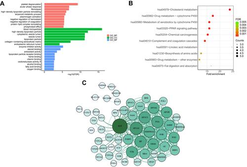 Figure 9 Functional enrichment analysis of hub genes. (A) Control marker_genes GO annotation visualization (Top10). (B) Control marker genes KEGG annotation visualization (Top10). (C) PPI network, the color of the dot and line represents the degree of connection of the node.