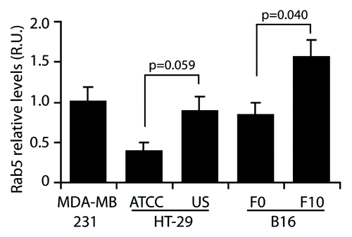 Figure 2. Rab5 expression in cancer cell lines. Whole cell lysates were obtained from MDA-MB-231 human breast cancer cells, human colon adenocarcinoma cell lines with low (HT-29/ATCC) and high (HT-29/US) metastatic potential and mouse melanoma cell lines with low (B16-F0) and high (B16-F10) metastatic potential. Total Rab5 levels were analyzed by western blotting, and relative levels were normalized by actin. Data were expressed as relative units with respect to Rab5 levels in MDA-MB-231 cells and represent the mean of three independent experiments (mean ± s.e.m.). As indicated, data were compared using unpaired t tests with the GraphPad Prism 5 software.