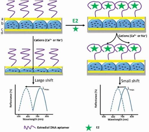 Figure 4. Schematic depiction of the sensing mechanism of the aptamer based E2 sensing system showing the effect of E2 binding to the aptamer and the resultant blocking of the surface to cation diffusion into the microgel layer. Reprinted (adapted) with permission from ref [Citation33]. Copyright 2018, Springer.