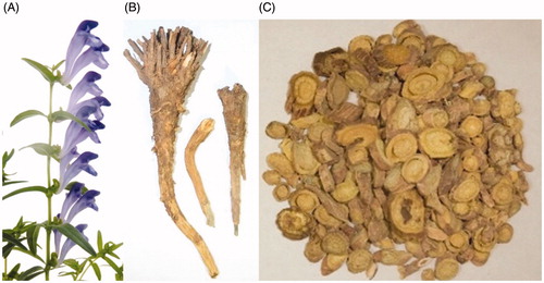 Figure 1. Pictures of the plant (A), TCM crude drugs (B), and TCM prepared slices (C) of Scutellaria baicalensis.
