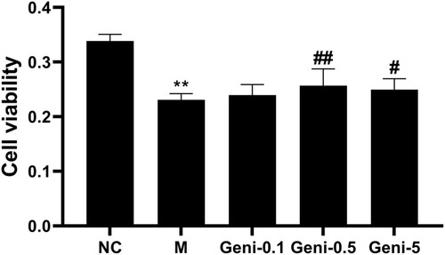 Figure 5 The effects of geniposide on cell viability. Values are expressed as the means ± SD. (n = 6, **P<0.01 compared with NC; ##P<0.01, #P<0.05 compared with M).