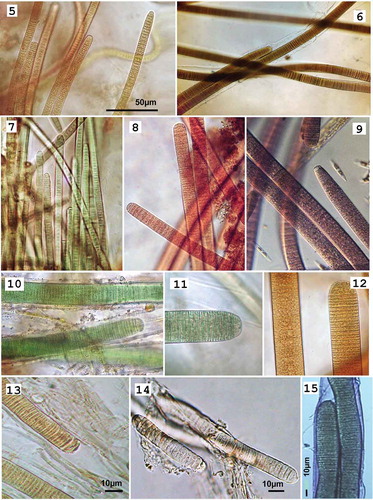 Figs 5–15. Photomicrographs of: Figs 5–14: Hydrocoleum populations representing six morphospecies (note distinctions in size, trichome morphology and pigmentation) and Fig. 15. Blennothrix ganeshii Mex3. Fig. 5. H. coccineum TK21; Fig. 6. H. lyngbyaceum T3; Fig. 7. H. coccineum M4; Fig. 8. H. glutinosum M21; Fig. 9. H. glutinosum M34; Fig. 10. H. cantharidosmum GC; Fig. 11. H. majus RU2007; Fig. 12. H. majus M5; Fig. 13. Exsiccate specimens from the NHN: H. lyngbyaceum (L0055299); Fig. 14. Exsiccate specimens from the Herbarium NHN: H. brebissonii (L0571047); Fig. 15. Filaments of Blennothrix ganeshii Mex3. Scale bar for Figs 5–12 is in Fig. 5.
