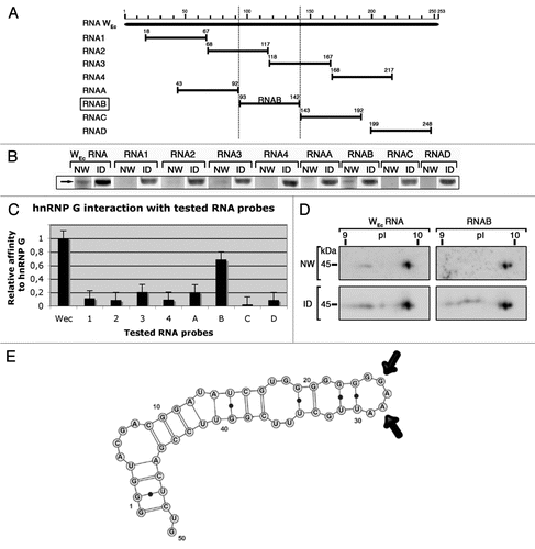 Figure 6 HnRNP G recognizes a short motif within the WEC RNA. (A) Schematic representation of WEC RNA structure and the eight small RNAs covering its sequence. (B) Mono-dimensional Northwestern assay on heLa cell nuclear proteins, using the eight small 32P-labeled RNas as probes. WEC RNA is used as a positive control. (C) Quantification of the RNA/hnRNP G interaction signals from (B). (D) Recognition of RNAB (WEC hairpin) by the major pI isoforms of hnRNP G on bi-dimensional Northwestern assay. NW, Northwestern assay; ID, immunodetection using an anti-hnRNP G antibody; pI, isoelectric point; kDa, kiloDalton. Isoelectric points are indicated on the top. Molecular masses are indicated to the left. (E) secondary structure of RNAB predicted by the ‘mfold web service’.Citation45,Citation46 VARNA applicationCitation47 was used to draw RNA. Arrows indicate the GGAAA pentaloop.