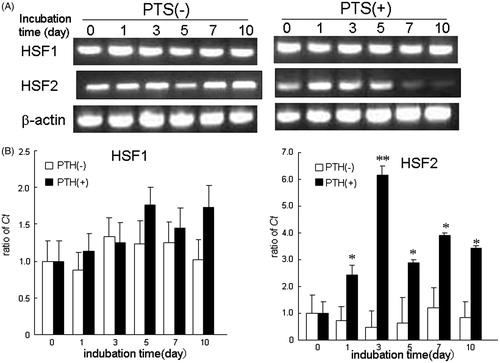 Figure 3. Effect of PTS on expression of heat shock factors (HSFs) after replacement with OIM. (A) Expression of HSF1 and HSF2 mRNAs were analysed semi-quantitatively by RT-PCR in MC3T3-E1 cells. (B) Effect of PTS on expression levels of HSF1 and HSF2 mRNAs were quantitatively analysed by qRT-PCR. Data shown are the mean from six wells (mean ± SEM). **p < 0.01, unstimulated versus PTS-stimulated group.