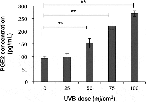 Figure 3. Secretion of PGE-2 at different doses of UVB irradiation. *P < 0.05, **P < 0.01.