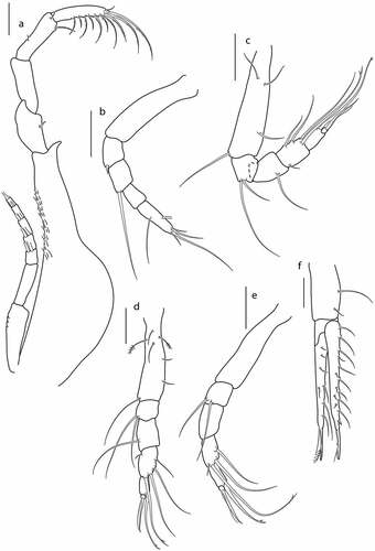 Figure 14. Eocuma mandeli sp. nov., non-ovigerous female, paratype (ZMBN 149213). a, Pereopod 1; b pereopod 2; c, pereopod 3; d, pereopod 4; e, pereopod 5; f, uropod. Scale bars = 0.1 mm.