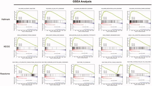 Figure 8. Gene set enrichment analysis (GSEA) analysis compared the difference between high- and low-risk uveal melanoma subgroups.