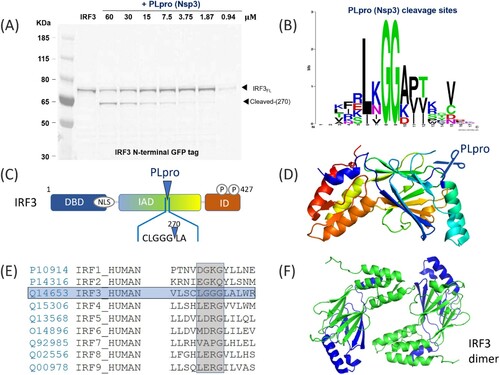 Figure 2. Cleavage of IRF3 by SARS-CoV-2 PLpro. (A): SDS-page analysis of the cleavage of human IRF3 protein, with a N-terminal GFP tag. The protein was expressed alone or in the presence of increasing concentrations of the SARS-CoV-2 protease PLpro. (B) Logo analysis of the cleavage site predicted from the polyprotein cleavage of SARS-CoV-2. (C) Representation of the domains found in IRF3 and the position of the cleavage site. (D) Representation of IRF3 structure (from PDB 1J2F). The cleavage sequence LGGG is highlighted in blue (E) Alignment of the amino acids for human IRF1-IRF9, demonstrating that only IRF3 would be predicted to be cleaved as observed. (F) Structure of the IRF3 homodimer (from PDB 1QWT), showing the two fragments (green, N terminal, green, and blue for C-terminal).