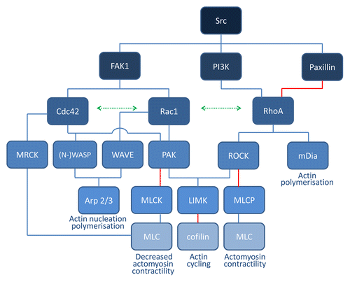 Figure 1. Schematic overview of Rho GTPase signaling. Cdc42 and Rac1 signaling leads to activation of the common effector protein p21-activated kinase (PAK) and scaffold proteins belonging to the WASP/WAVE family, which are key regulators of actin nucleation and polymerization. Active PAK phosphorylates myosin light chain kinase (MLCK), thereby inactivating it and inhibiting myosin light chain (MLC) phosphorylation and contractility. PAK also phosphorylates and activates LIMK which may lead to phosphorylation of cofilin, thereby inhibiting its actin-severing function. Downstream targets of RhoA include the serine/threonine kinase ROCK which is mainly involved in the formation of stress fibers and focal adhesions. ROCK phosphorylates downstream MLC, leading to actin–myosin contractility. At the same time, ROCK inhibits MLC dephosphorylation by inhibiting MLC phosphatase (MLCP). LIMK is also a downstream effector of ROCK. The mammalian homolog of diaphanous (mDia) is another important RhoA effector mediating actin nucleation.