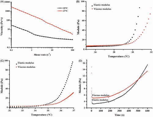 Figure 3. Rheological properties of the ETGFA. (A) viscosity of the ETGFA at 25.0 ± 0.5 and 37.0 ± 0.5 °C, respectively; (B) viscoelasticity of the ETGFA from 25 to 32 °C; (C) viscoelasticity of the ETGFA diluted with stimulus vaginal fluid from 32 to 37 °C and (D) gelation time of the ETGFA diluted with stimulus vaginal fluid from foam to gel at 37.0 ± 0.5 °C.