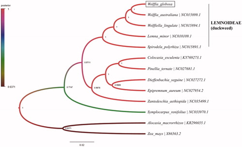 Figure 1. Phylogeny of 12 species in Araceae and outgroup of zea mays based on Bayesian analysis of protein-coding sequences of chloroplasts. The cpREV + G + I model was used as the most suitable amino acid substitution model as a result of prottest v3.4.2. You can check the location of Wolffia globosa (GenBank accession number: MN881100).