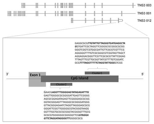 Figure 1. Bioinformatics analysis of the human TNS3 gene. The TNS3 gene is located on chromosome 7 at 7p12.3 on the reverse strand, 7:47314752–47622156. An 826-bp CpG island was located upstream of exon 1 encoding one of the alternatively spliced transcripts of Tensin3 (TNS3 012). Closer analysis of the CpG island revealed two stretches with a higher concentration of CpG dinucleotides (Cluster 1 and 2). These clusters were subsequently analyzed for alternative methylation by pyrosequencing. The sequences within them to which PCR primers annealed for the pyrosequencing workflow are indicated in bold.