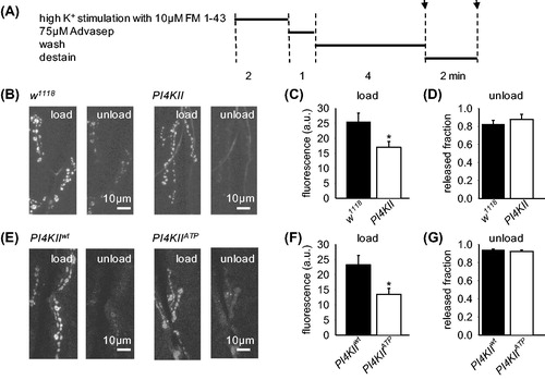 Figure 3. SV recycling is impaired in PI4KII null mutants. (A) Experimental protocol indicating time at which images were captured (indicated by arrows). (B, E) Representative images of presynaptic terminals loaded with FM1-43 during high K+ for 2 min and subsequently unloaded with high K+ stimulation. Preparations were then washed in 0 mM Ca2+ HL6 (with 75 μM Advasep-7 for first minute) for 5 min to remove extracellular FM1-43 and fluorescence was measured. Then high K+ saline was reapplied for 2 min to cause unloading and fluorescence measured again (unload). (C) PI4KII null mutants took up significantly less FM1-43 than controls (n = 7; p < .05), demonstrating impaired vesicle cycling. (D) A similar fraction of FM1-43 was released in controls and PI4KII null mutants, demonstrating that exocytosis was not impaired (p > .05). (F) Larvae expressing PI4KIIATP in a PI4KII null mutant background took up less FM1-43 than larvae expressing PI4KIIwt in a PI4KII null mutant background (n = 6; p < .05). (G) A similar fraction of FM1-43 was released by larvae expressing either PI4KIIATP or PI4KIIwt in a PI4KII null mutant background, demonstrating that exocytosis was not impaired (p > .05). Fluorescence (F) was reported with background F subtracted. Error bars represent SEM.