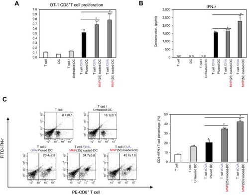 Figure 7 MNPs@SiO2(RITC) enhanced antigen-specific CD8+ T cell (A) proliferation and (B, C) cytokine production. CD8+ T cell proliferative and cytokine productive responses by mBMDC pretreated with OVA, OVA-MNPs@SiO2(RITC) were assessed. *p<0.05, **p<0.01, and ***p<0.001 compared with T cell/Untreated BMDCS. #p<0.05 compared with T cell/OVA pulsed BMDCs.