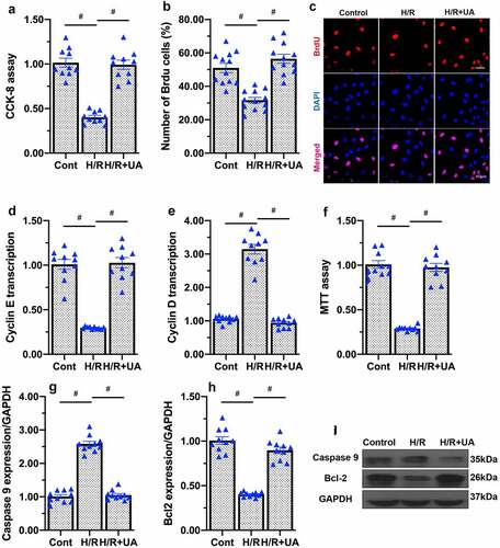 Figure 4. Mitophagy activation reduces H/R-induced endothelial cell apoptosis. (a) UA was added to activate mitophagy in endothelial cells. Cell proliferation was evaluated using a CCK-8 assay. (b, c) Immunofluorescence staining was applied to observe the number of BrdU-positive endothelial cells. (d, e) qPCR was performed to assess the transcription of cyclin D and cyclin E. (f) Cell viability was measured using an MTT assay. (g-i) Western blots were used to observe the changes in caspase-9 and Bcl-2 levels. #p < 0.05.