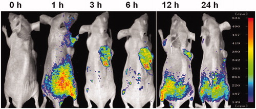 Figure 4. Fluorescence images of the mice-bearing A549 cells on right sides at different time points after intravenous injection of DiR-loaded mixed micelles.