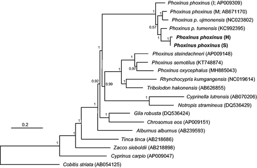 Figure 1. Bayesian inference for the phylogenetic placement of Korean Phoxinus phoxinus (H: Han; S: Samcheogoship; bolded) among Leuciscinae species reconstructed by MrBayes 3.2 (Ronquist et al. Citation2012) using 13 protein-coding mitochondrial genes. Cobitis striata (Cobitidae) was used as an outgroup. Each parentheses next to the species name indicates the NCBI GenBank accession number. GTR + I + G was selected as the best-fit substitution model by jModeltest 2.1.4 (Darriba et al. Citation2012) under Akaike information criterion (Akaike Citation1974), and two parallel runs were performed for two million Markov Chain Monte Carlo (MCMC) generations with sampling every 1,000 steps. Posterior probabilities were indicated on the nodes.