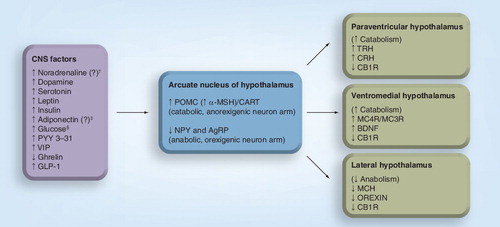 Figure 1. Simplified relationship between selected CNS factors† on anorexigenic and orexigenic effectors within the hypothalamus.CNS factors may increase anorexigenic POMC (which is cleaved to form melanocortins such as MSH) and CART expression, and decrease orexigenic expression of NPY and AgRP. Alterations in these appetitive effectors contribute to ‘second-order’ signaling through arcuate nucleus neuron projection to other hypothalamic regions. The net result is increased anorexigenic and increased catabolic effects, with decreased orexigenic and decreased anabolic effects. This figure is greatly simplified, and does not show all the interconnected signaling pathways between these CNS factors.†The reported effects of these CNS factors on POMC and NPY are not always consistent in the literature, with more research needed to confirm these effects.‡While CNS adiponectin may have anorexigenic effects Citation[175], adiponectin may not cross the blood–brain barrier Citation[176], so the physiological importance of adiponectin on the CNS is unclear Citation[140].§Meant to reflect the fed versus non-fed state as reflected by relative physiologic increases or decreases in glucose levels. While the signaling may be glucose mediated, this is not necessarily meant to represent pathologic hyperglycemia.AgRP: Agouti-related peptide; BDNF: Brain-derived neurotrophic factor; CART: Cocaine amphetamine-regulated transcript; CB1R: Cannabinoid 1 receptor; CRH: Corticotropin-releasing hormone; GLP-1: Glucagon-like peptide-1; MC3R: Melanocortin 3 receptor; MC4R: Melanocortin 4 receptor; MCH: Melanin-concentrating hormone; MSH: Melanocyte-stimulating hormone; NPY: Neuropeptide Y; POMC: Pro-opiomelanocortin; PYY 3–31: Peptide YY; TRH: Thyroid-releasing hormone; VIP: Vasoactive intestinal peptide.Data taken from Citation[23,173,174].