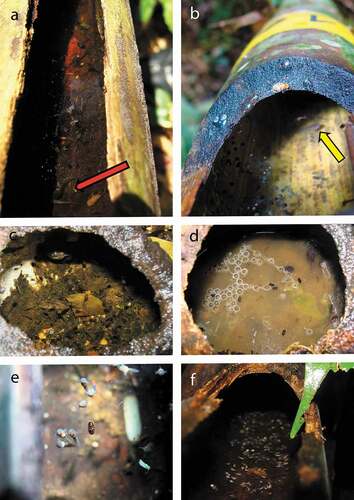 Figura 1: A – Renacuajo de Osteocephalus castaneicola canibalizando un renacuajo pequeño (flecha roja), en culmo de bambú. B – Renacuajo de Ranitomeya sirensis (flecha amarilla) coexistiendo con desova de O. castaneicola. C y D – Desova de O. castaneicola en cápsulas de castaña brasilera (Bertholletia excelsa). En la foto D, los renacuajos alimentándose de huevos de Rhinella castaneotica. E – Embriones y renacuajos de O. castaneicola mostrando branquias externas lado a lado con una pupa de Toxorhynchites sp. F – Desova de O. castaneicola en culmo de bambú