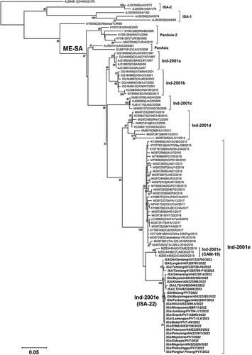 Figure 2. Phylogenetic analysis of Foot-and-Mouth Disease (FMD) Subtype O virus collected from disease outbreaks in Indonesia in May 2022. The evolutionary history was inferred by using the Maximum Likelihood method and the best-fit substitution model for the dataset (HKY+G; Hasegawa-Kishino-Yano with a discrete Gamma distribution) with 1000 bootstrap replication. The percentage of bootstrap statistical value in which the associated taxa clustered together is shown next to the branches with values equal or more than 50% are only shown. The tree is drawn to scale, with branch lengths measured in the number of substitutions per site (0.05) shown in the left. This analysis involved 96 nucleotide sequences with a total of 639 positions of the VP1 gene of the FMD virus in the final dataset. Evolutionary analyses were conducted in MEGA X. Three viruses from Cambodia isolated in 2019 (CAM-22) and the ISA-22 viruses (bold-italic taxa name) formed two distinct clusters within O/ME-SA/Ind-2001e lineage. Three viruses were collected from goats including ISA/Jombang/PVTW-J11/2022, ISA/Mempawah/BBR11/2022 and ISA/HSU/A0522099-5/2022, while the other twenty-three viruses collected from cattle.