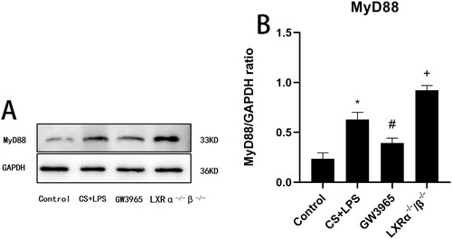 Figure 6. Effect of LXRs on MyD88 expression. (a) Representative figure of protein expression; (b) quantitative analysis of protein expression. Data are presented as means for n = 5 in each group. * p < 0.05 CS + LPS Group vs. Control Group; # p < 0.05 GW3965 Group vs. CS + LPS Group; +p < 0.05 LXRα−/−/β-/- Group vs. CS + LPS Group. Three independent experiments were conducted (5 mice in each group for each experiment). LXR, liver X receptor.