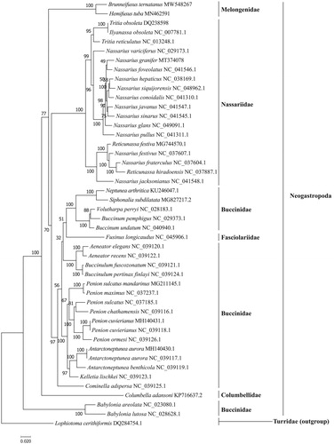 Figure 1. The maximum-likelihood tree of B. ternatanus and 45 other species based on 13 PCGs.