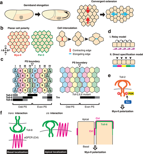 Figure 3. Toll-like receptors in the control of germband elongation a) Germband elongation of the Drosophila embryo. Embryos at stage 6 to 9 are illustrated (left). Cells that undergo convergent extension are depicted (right). Arrows indicate the direction of tissue deformation. b) Molecules and cellular mechanism of cell intercalations. Myosin II (Myo-II) is enriched on the anterior and posterior cell edges throughout the tissue, while Par-3 is enriched on the dorsal and ventral edges for each cell (left). Contraction of a vertical edge followed by the formation of the 4-way vertex and elongation of a horizontal edge after the junctional exchange results in the cell intercalation (right). c) Spatial expression patterns of TLRs. Numbers within the cells indicate TLRs expressed. Horizontal bars below the schematic indicate expression domains for referenced TLRs (left). Odd and even parasegments (PS) are indicated. Myosin-II accumulation is indicated by dashed red lines. Myo-II is still present in Toll-2,6,8 triple mutants (right). The Leucine rich repeat protein Tartan (Trn) is expressed in even parasegments. d) Two possible models of planar cell polarity. In the relay model (i), arrows depict the signal from a neighbour on one side is relayed to the neighbour on the other side. Protein activity gradients are established in each cell, resulting in the robust transmission of polarity information from one to another. The direct specification model (II) does not transmit signal from one cell row to next. The differential cell identity between neighbours is sensed directly and polarizes the cell. e) Signal transduction by Toll-2 in the regulation of planar polarity at the edge of the Toll-2 expression domain. f) Interaction of Toll-8 with the adhesion GPCR Cirl in trans and cis. trans interaction leads to a basal shift of Cirl localization, while cis interaction leads to an apical shift. The resulting asymmetry of Cirl localization leads to the recruitment of Myo-II at that cell junction.