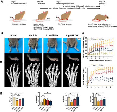 Figure 1 TFDG attenuated the arthritis of CIA mice. (A) Construction and treatment of collagen-induced arthritis in DBA/1 mice. (Low-TFDG: 1mg/kg/day, High-TFDG: 10mg/kg/day.) (B) The paw pictures of DBA/1 normal and CIA mice. (C) Mean paw thickness and mean arthritis score were recorded from the third week. (#p<0.05: compared with the Sham group; &p<0.05 and ^p<0.05: compared with the vehicle group). (D) 3D reconstruction of paw after Micro-CT scan. (E) Bone volume (BV, mm3), bone surface area to bone volume (BS/BV, mm−1), trabecular thickness (Tb. Th, mm), bone volume/tissue volume (BV/TV, %). (The number of mice in each group was 8. *p<0.05 and **p<0.01: compared with the vehicle group).