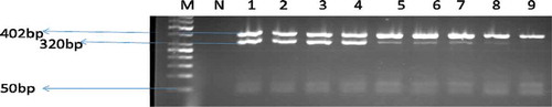 Figure 5. A gel electrophoresis showing the distribution of virulence genes among E. faecalis and E. faecium.