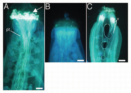 Figure 4 Aniline blue-stained pistils 24 h after reciprocal crosses between wild-type and triple-mutant plants. (A) Wild-type stigma pollinated with wild-type pollen. (B) Wild-type stigma pollinated with triple-mutant pollen. (C) Triple-mutant stigma pollinated with wild-type pollen. White on the stigma (arrow, A) indicates pollen germination. In contrast, no signal was observed in (B and C). pt, pollen tubes; v, vasculature. Bars = 50 µm.