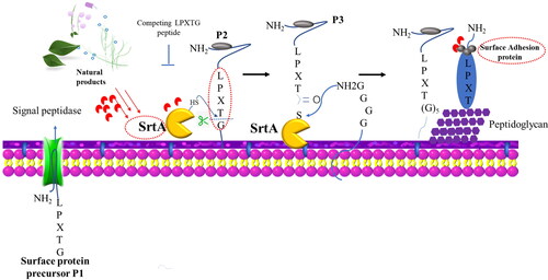 Figure 3. Mechanism of surface protein anchoring to the cell wall mediated by sortase A. Surface proteins precursors P1 with a C-terminal LPXTG motif are produced in the cytoplasm. SrtA is responsible for cleaving the amide bond between the threonine and glycine of the motif and catalyzing the formation of amide bond to form a Gly5 cross-bridge between the surface protein fragment and the peptidoglycan biosynthesis intermediate lipid II (Gao et al. Citation2016). Key molecule can be seen as antibiofilm and antibacterial targets, encircled in red. P1, P2, P3 represent Surface proteins precursors in different stages. MSCRAMMs: microbial surface components recognizing adhesive matrix molecule.