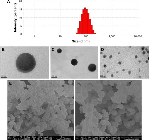 Figure 1 Characterization of CSO/H NPs.Notes: (A) Size distribution, (B–D) TEM images, and (E, F) SEM images of group 1 CSO/H NPs.Abbreviations: CSO, chitosan oligosaccharide; H, heparin; NPs, nanoparticles; SEM, scanning electron microscopy; TEM, transmission electron microscopy.