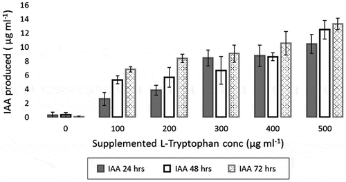 Figure 4. The IAA produced by P. mucilaginosus strain N3 various hours of incubation in presence of different concentrations of supplemented L-tryptophan in the growth medium (nitrogen-free broth)