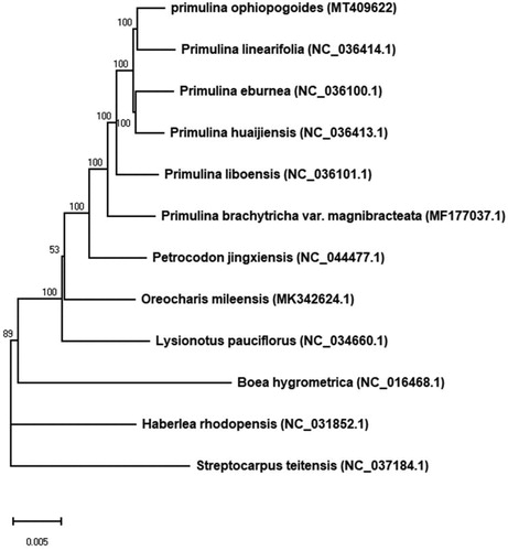 Figure 1. The ML tree of Gesneriaceae based on 12 complete chloroplast genome sequences. Numbers at nodes are bootstrap percentages (1000 replicates). GenBank accession numbers are shown in the figure.