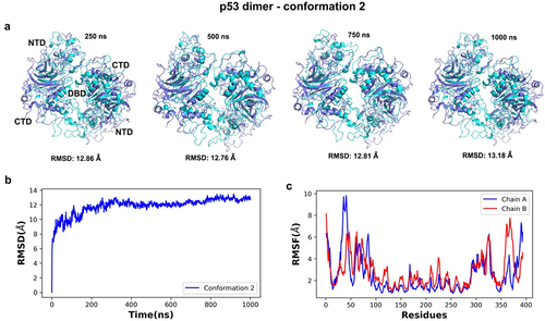 Figure 11. Time series and dynamic analyses of the simulated trajectory for conformation 2 of the p53 dimer. (a) superimposition of simulated snapshots (cyan) with the reference structure (purple) for conformer 2 showed residue displacements in N- and the C-terminal domains of both protein chains. (b) lower RMSD values after 400 ns of simulation indicate a lower deviation from the starting conformer after that timeframe and more stability throughout the simulation. (c) the RMSF analysis of alpha carbon atoms for the p53 dimers were plotted across all c-alpha atoms. Higher fluctuations were noted in the NTD and CTD (chains a and B) than in the central DBD regions of the dimer.