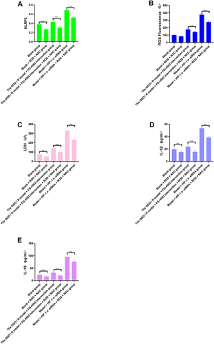 Figure 6 Content of NLRP3, ROS, LDH, IL-1 β, and IL-18 in different groupings after NLRP3 inhibition. (A) NLRP3 Column analysis of expression in different groups, (B) ROS Column analysis of expression in different groups, (C) LDH Column analysis of expression in different groups, (D) IL-1 β Column analysis of expression in different groups, (E) IL-18 Column analysis of expression in different groups.