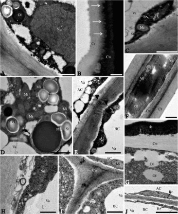 Figure 3. Transmission electron micrographs of the non-glandular trichomes in leaves of two Verbenaceae and one Lamiaceae species. A–E, Lantana camara. A, Apical cell showing nucleus with irregular contour and plastids (Pl) with starch grains and voluminous oil bodies (Ol) in the cytoplasm. Va: vacuole. B, Detail showing lipidic substances (arrows) impregnated in the wall of the apical cell. C, Portion of apical cell showing mitochondria (Mi), smooth endoplasmic reticulum (Sr) and vesicles (Ve). Va: vacuole. D, Detail of apical cell with large plastids containing voluminous oil drops (Ol) and starch grains (St). Gb: Golgi body; Mi: mitochondria; Va: vacuole. E, Plasmodesmata (arrowhead) connecting apical (AC) and basal (BC) cells. Ol: oil drop; Sr: smooth endoplasmic reticulum; Va: vacuole; Ve: vesicles. F, G, Lippia origanoides. F, Apical cell. Observe thick cuticle (Ct) with electron-dense ramifications. Cw: cell wall; Gb: Golgi body; Mi: mitochondria; Ol: oil; Va: vacuole. G, Portion of basal cell exhibiting thick cell wall (Cw) with lamellar aspect and accumulations of electron-dense material (*) in the outer portion. Observe flocculate cytoplasm and oil (Ol) drops. H–J, Hyptis villosa. H, Apical cell with Golgi bodies (Gb) hyperactive in the vesicle production in the cytoplasm and paramural bodies (Pb) in the wide periplasmic space. Cw: cell wall. Nu: nucleus. Va: vacuole. I, Detail of apical (AC) and basal (BC) cells. Cw: cell wall. Gb: Golgi body. Mi: mitochondria. Va: vacuole. Observe vesicles (Ve) next to the plasmalemma in the basal cells. J, Portions of apical (AC) and basal (BC) cells with polyribosomes, rough endoplasmic reticulum (Rr) and vesicles (Ve). Va: vacuole. Scale bars = 1 μm.