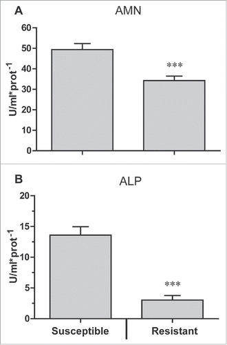 Figure 3. Midgut receptors of uninfected R and S line larvae Aminopeptidase-N (AMN) (A) and alkaline phosphatase (ALP) (B) activity in the midgut of fourth instar uninfected larvae from both the susceptible and resistant lines (*** p < 0.001 compared with susceptible).