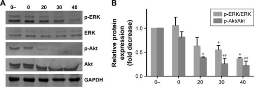 Figure 7 Changes in AKT and ERK signaling pathways in T24 cells treated with different concentrations of Au–Ag@PDA NPs after laser irradiation with 1 W/cm2 for 4 minutes.Notes: (A) Expression levels of phosphorylated AKT and ERK detected by Western blot analysis. (B) Quantification of p-AKT/AKT and p-ERK/ERK levels compared with the 0- control group (mean±SD; n=3). (0-: 0 µg+no laser, 0: 0 µg+laser, 20: 20 µg+laser, 30: 30 µg+laser, 40: 40 µg+laser). *P<0.05, **P<0.01 vs 0 group.Abbreviations: NPs, nanoparticles; PDA, polydopamine.