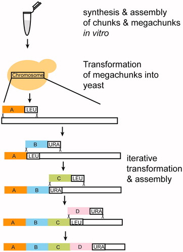 Figure 5. Synthetic yeast chromosome assembly. The Figure shows the key steps of S. cerevisiae chromosome assembly. Chunks (DNA fragments of approximately 6–10 kb length) are synthesized and assembled into megachunks (ca. 30–50 kb) in vitro. Megachunks are then transformed into yeast cells where they integrate into the native yeast chromosome by homologous recombination. Megachunks carry a selectable auxotrophic marker, such as leu2 or ura3 that allow selection for the successful recombinants. The yeast chromosome assembly is iterative, thus generating a number of hybrid chromosomes composed of a mosaic of natural and synthetic parts.